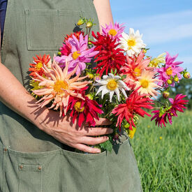 Cactus Flowered Mix, Dahlia Seeds
